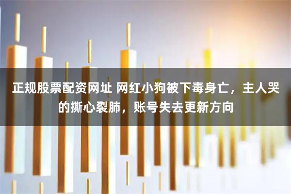正规股票配资网址 网红小狗被下毒身亡，主人哭的撕心裂肺，账号失去更新方向